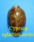 Cypraea eglantina metis